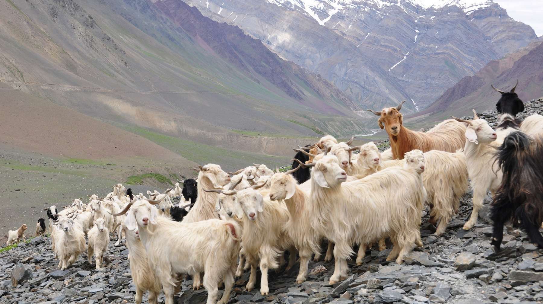 Résultat d’images pour Moutons Cachemire