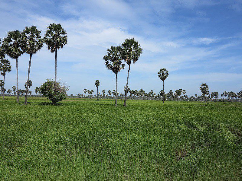 arbre-cambodge